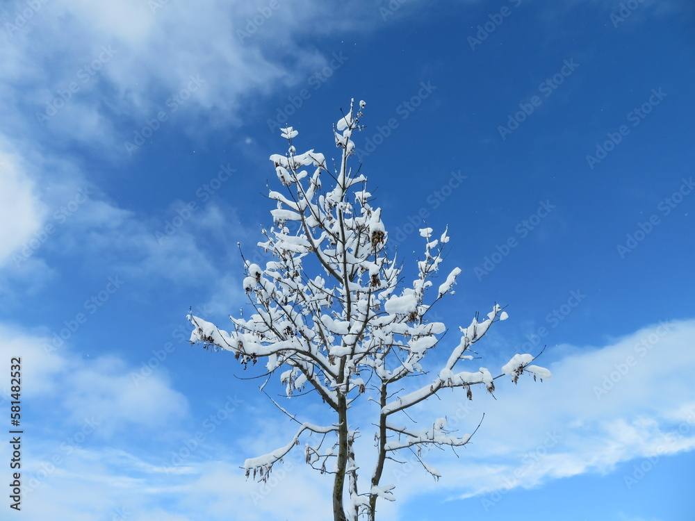 Bäume im Winter Bäume im Winter