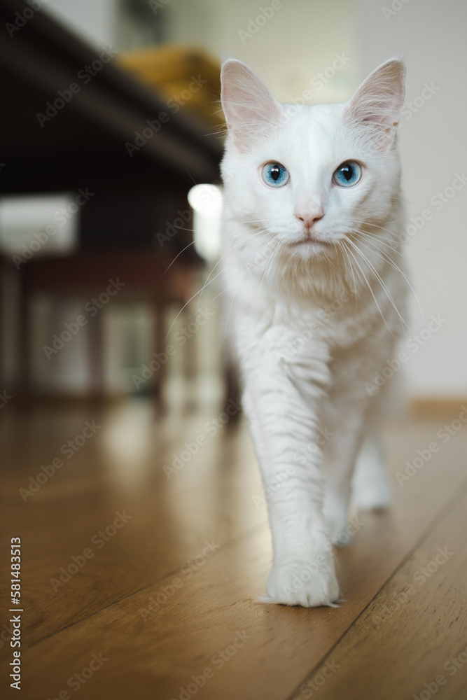 Big white beautiful fluffy fuzzy cat with blue eyes,close-up shot, walking ahead at home looking at camera.Pet, domestic animal lifestyle.International cat's day concept.