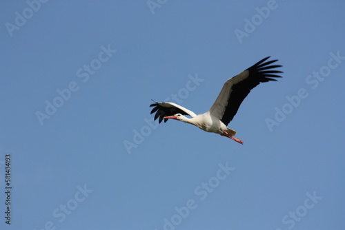 Ein Weißstorch im Anflug auf sein Horst bei blauem Himmel