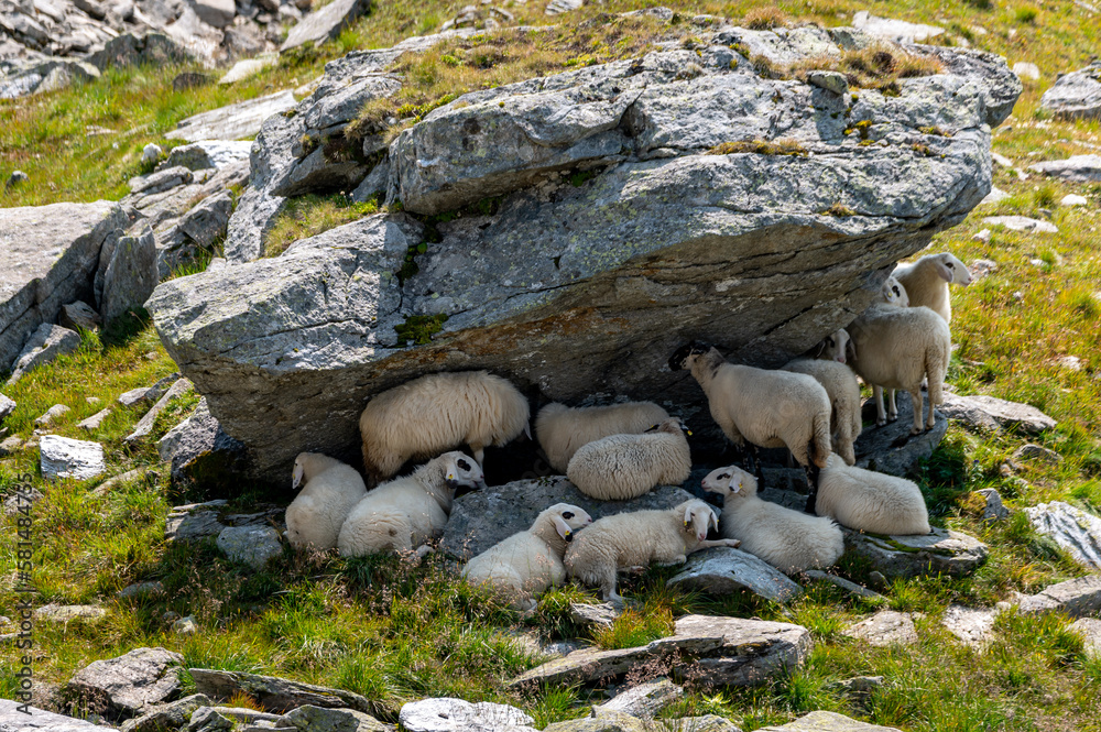 Beautiful autumn view of mountains and sheep with setting sun and colorful sky
in the austrian alps in the hohe tauern mountains Beautiful autumn view of mountains and sheep with setting sun and colorful sky
in the austrian alps in the hohe tauern mountains