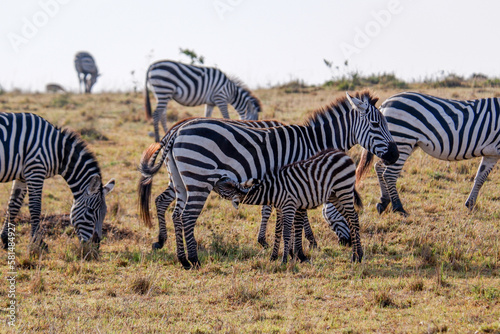 Zebra foal nursing in the Maasai Mara National Reserve, Kenya