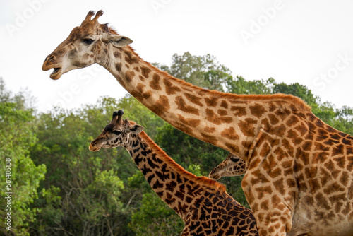 Giraffes eating in the Maasai Mara, Kenya