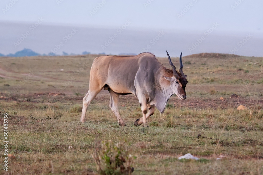 Eland walks across the savanna in the Maasai Mara Eland walks across the savanna in the Maasai Mara