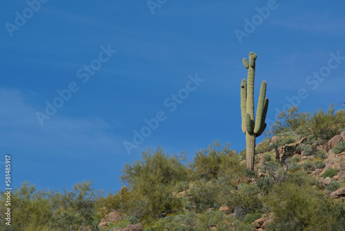 Saguaro Cactus on Mountainside with Negative Space