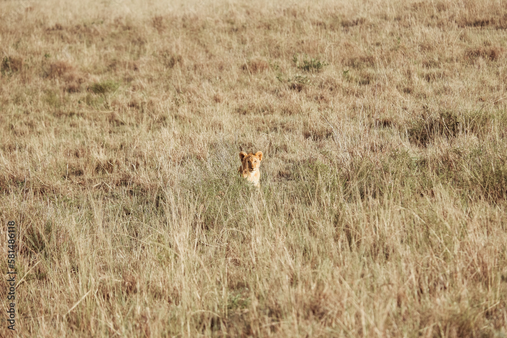 Naklejka premium Lion cub sitting in the grass, Maasai Mara, Kenya