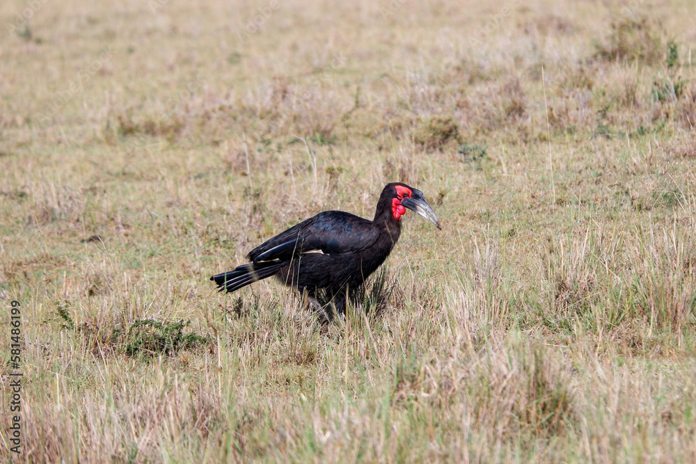 Southern Ground Hornbill in the Maasai Mara Southern Ground Hornbill in the Maasai Mara