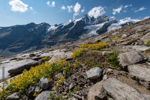  Grossglockner mountain in autumn with lake rocks and yellow flowers in the foreground in the Austrian Alps in the Hohe Tauern mountains