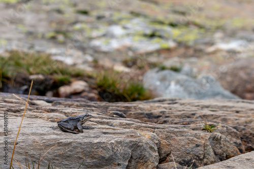 gray-blue frog sitting on a stone in the mountains in the austrian alps in the hohe tauern mountains
