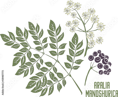 Aralia mandshurica stems with leafs and fruits vector silhouette. Aralia Manchurian medicinal herbal outline. Set of Aralia mandshurica plant silhouette in color for pharmaceuticals and cosmetology.