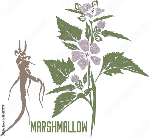 Marshmallow flowers and root in color vector silhouette. Althaea officinalis medicinal herbal outline. Set of Marshmallow (Altea) plant in color for pharmaceuticals and cosmetology.