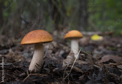 Boletus mushrooms with a red cap in the forest on a blurred background. Selective focus.
