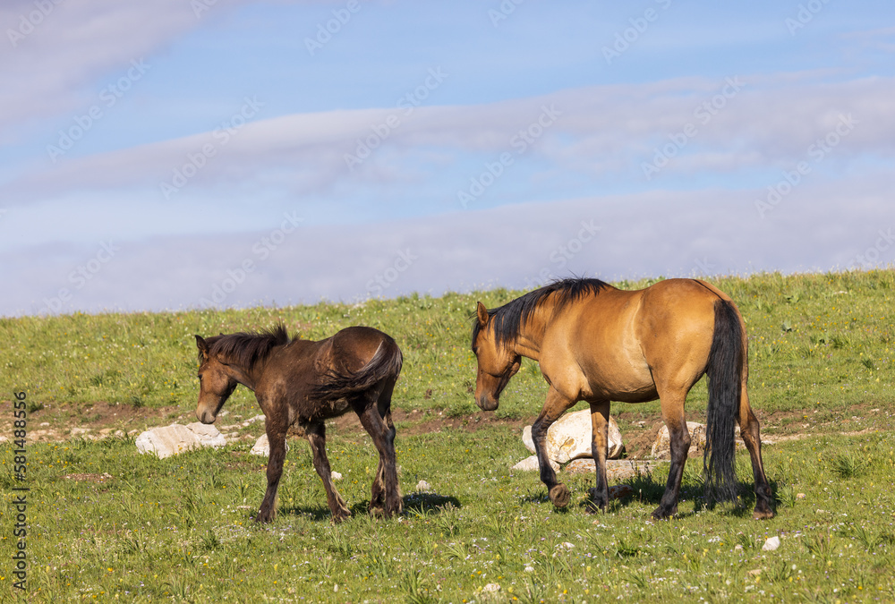 Wild Horse Mare and Foal in Summer in the Pryor Mountains Montana Wild Horse Mare and Foal in Summer in the Pryor Mountains Montana