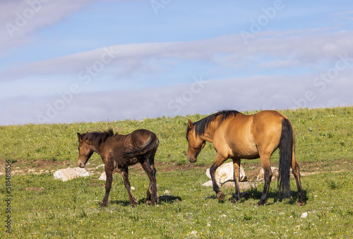 Wild Horse Mare and Foal in Summer in the Pryor Mountains Montana