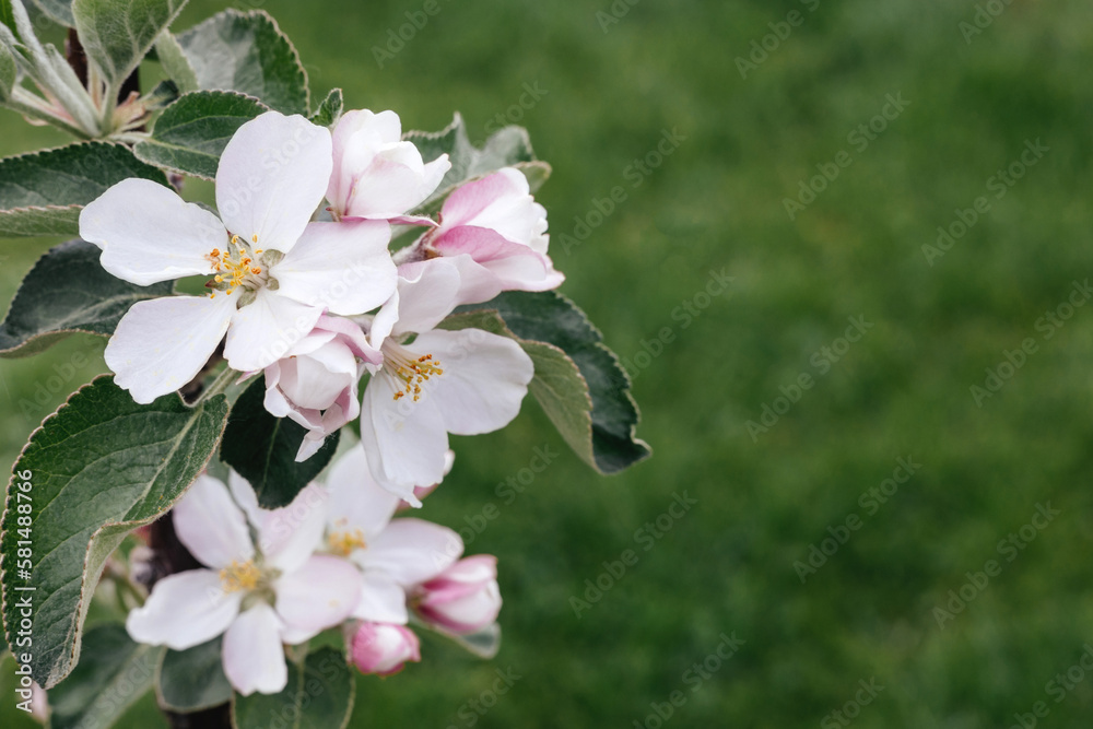 Obraz premium Apple tree flowers on a green background