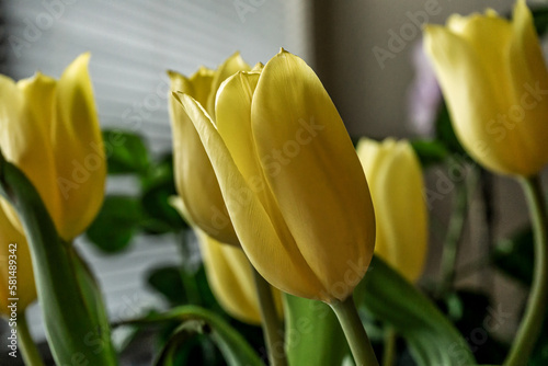 Burlington, Ontario, Canada - May 14, 2022: A close up of yellow tulips seen in the morning sunlight with ventian blinds in the background photo