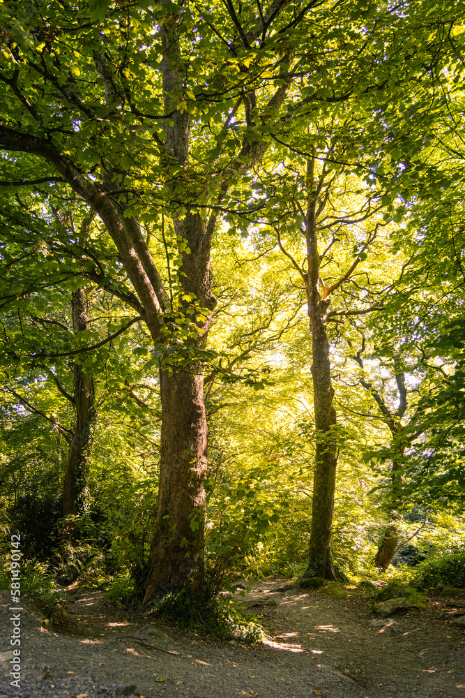 Dreamy irish forest, Newcastle Co. Down city park