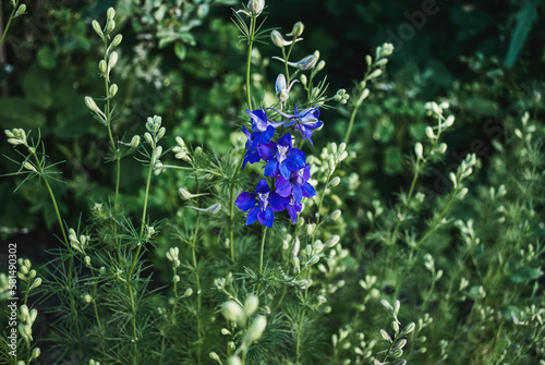 Giant Rocket Larkspur blue flowers growing in summer ornamental garden. Consolida ajacis or Delphinium plants photo
