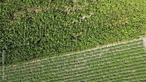 Capturing the Lush Agricultural Landscape of Azua, Dominican Republic: A Stunning Drone Image of a Thriving Plantation with Sprawling Fields of Crops, Verdant Trees and Sustainable Irrigation Practice photo