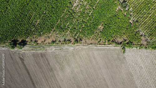 Capturing the Lush Agricultural Landscape of Azua, Dominican Republic: A Stunning Drone Image of a Thriving Plantation with Sprawling Fields of Crops, Verdant Trees and Sustainable Irrigation Practice photo