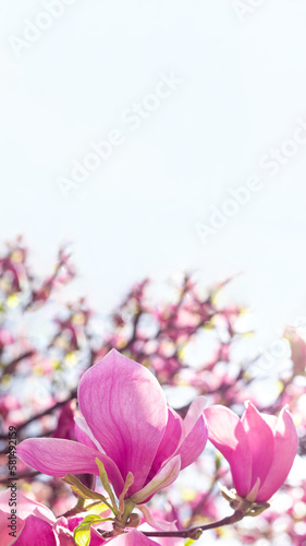 Beautiful blooming pink magnolia tree on spring day with copy space