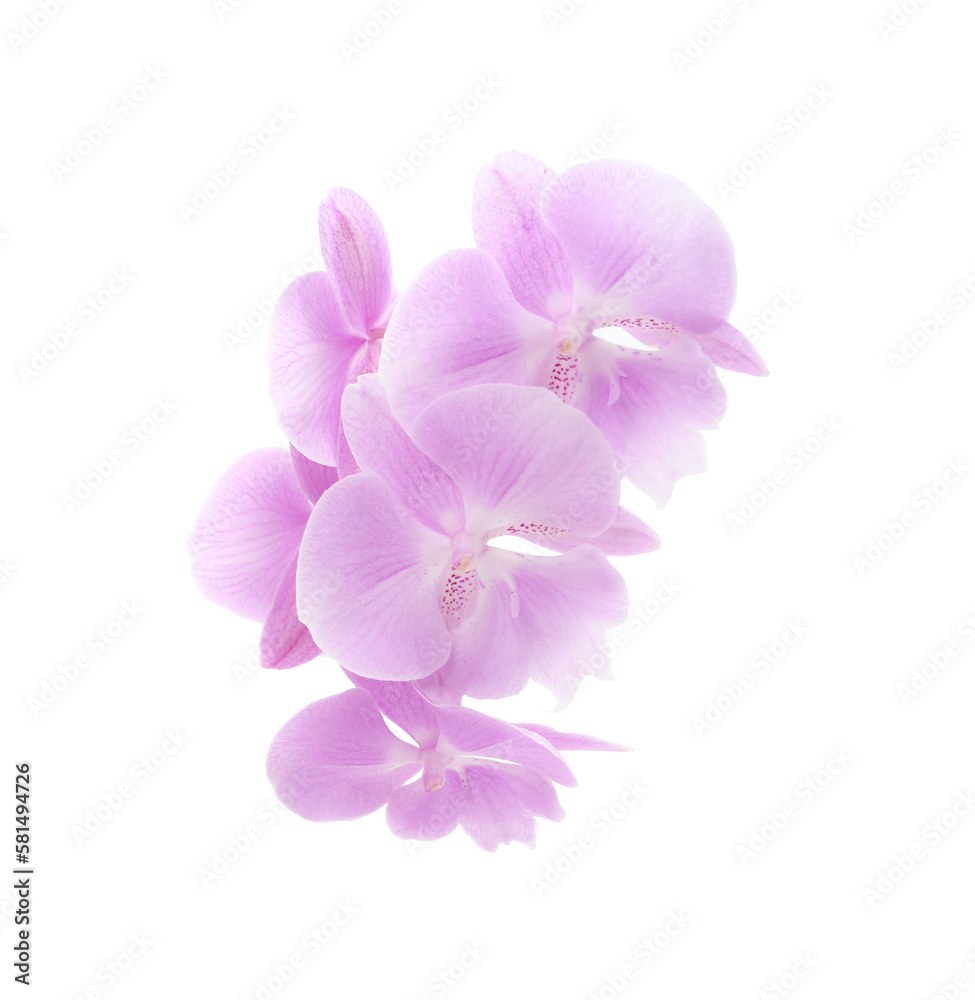 Fototapeta premium Pink beautiful orchid.