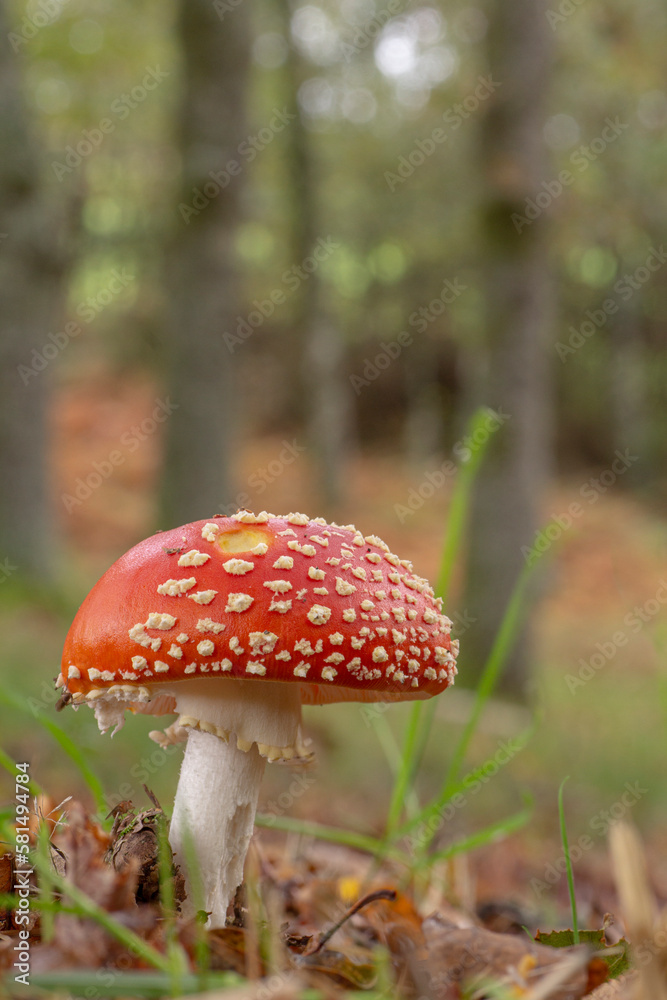Amanita muscaria, commonly known as the fly agaric or fly amanita, is a basidiomycete of the genus Amanita in a pine forest Amanita muscaria, commonly known as the fly agaric or fly amanita, is a basidiomycete of the genus Amanita in a pine forest