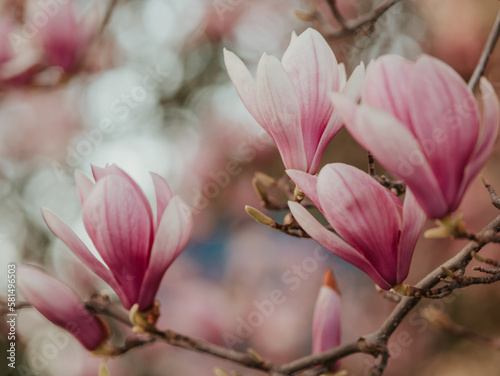Blooming magnolia. Large pink with a hint of purple flowers on a magnolia tree in early spring. Beautiful magnolia spring blossoms on the street. Rovinj, Istria, Croatia - March 12, 2023 © klevo