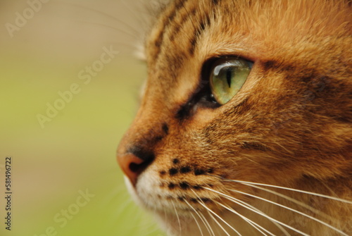 Gato marrom de olhos verdes olhando para frente photo