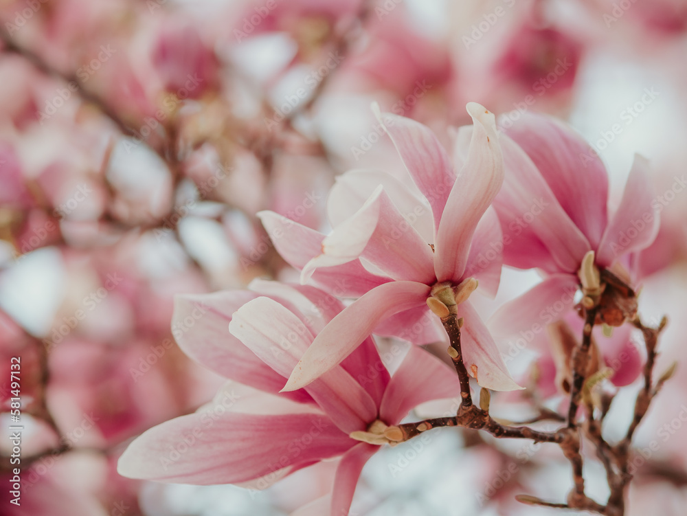 Obraz premium Blooming magnolia. Large pink with a hint of purple flowers on a magnolia tree in early spring. Beautiful magnolia spring blossoms on the street. Rovinj, Istria, Croatia - March 12, 2023