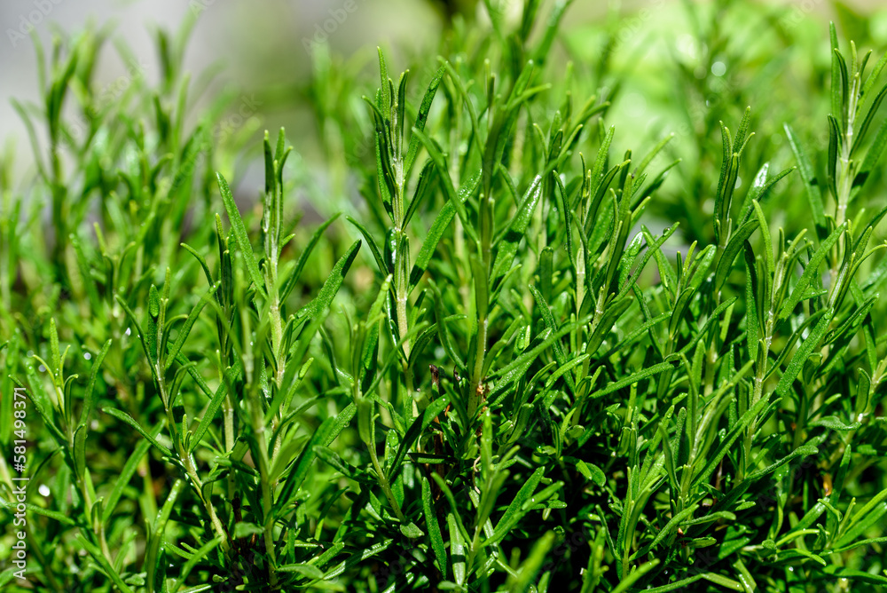 Rosmarin (Rosmarinus officinalis) aromatic herb Rosmarin (Rosmarinus officinalis) aromatic herb