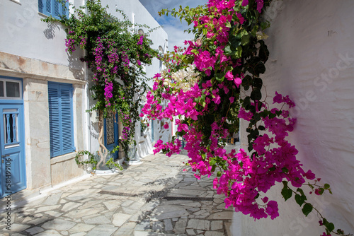 Tinos island Greece. Cycladic architecture at Pyrgos village. Paved alley  pink bougainvillea