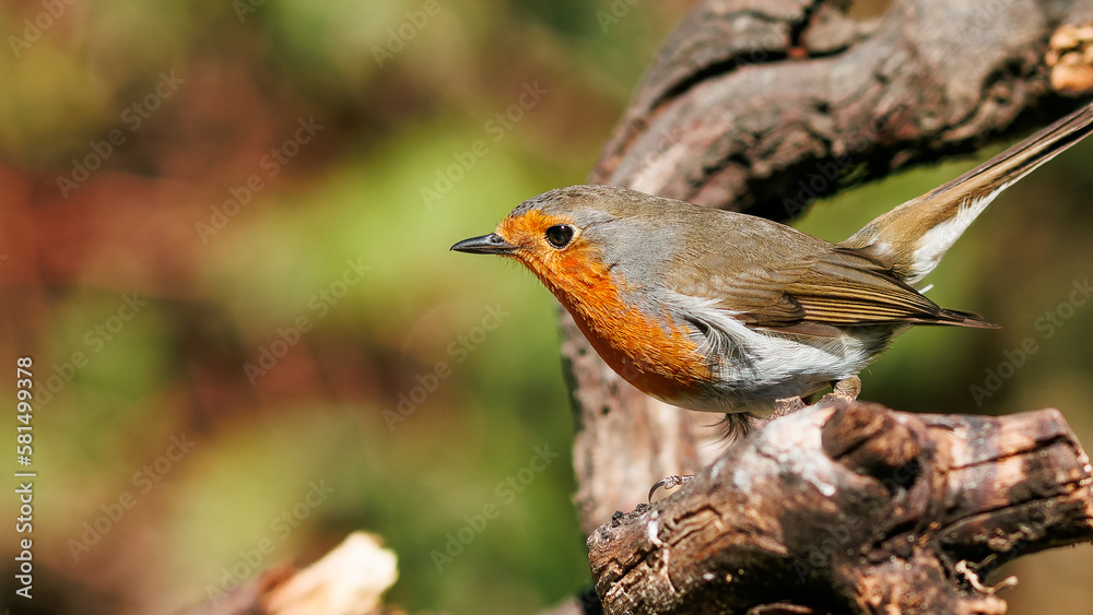 Pettirosso Red Robin Pettirosso Red Robin