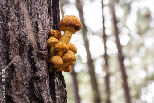 mushrooms in their habitat