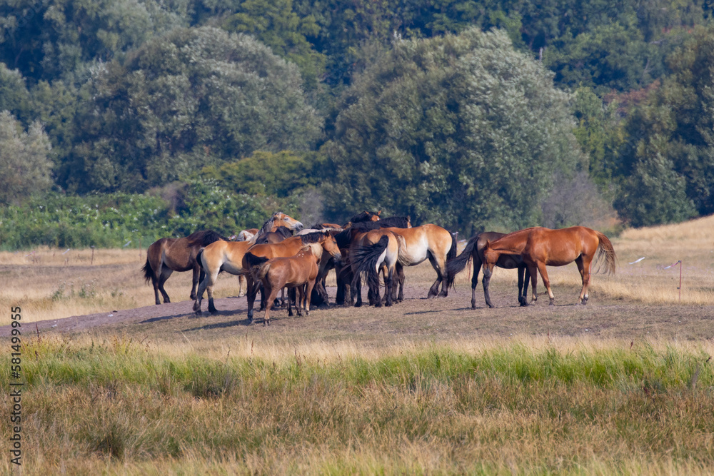 herd of horses in the field, Hiddensee Island Germany herd of horses in the field, Hiddensee Island Germany