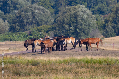 herd of horses in the field, Hiddensee Island Germany