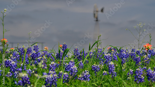 Bluebonnets in focus with windmill