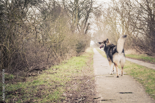 Spaziergang mit Hund