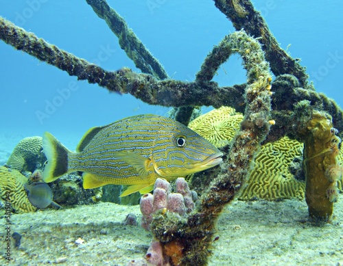 Bluestriped Grunt on the reef
