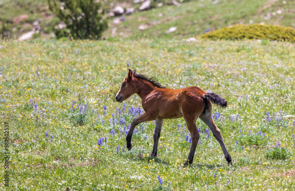 Cute Wild Horse Foal in Summer in the Pryor Mountains Montana