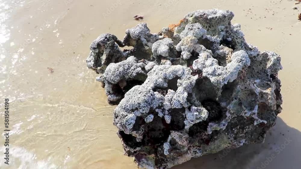 Stones rocks corals with sea urchins blue water beach Mexico.
