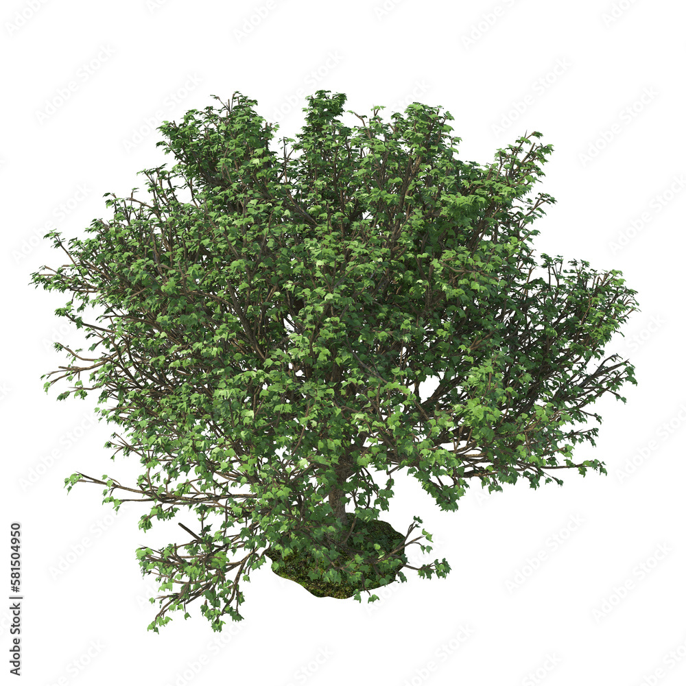 3D render of a tree cut out isolated over a transparent background 3d rendering png file