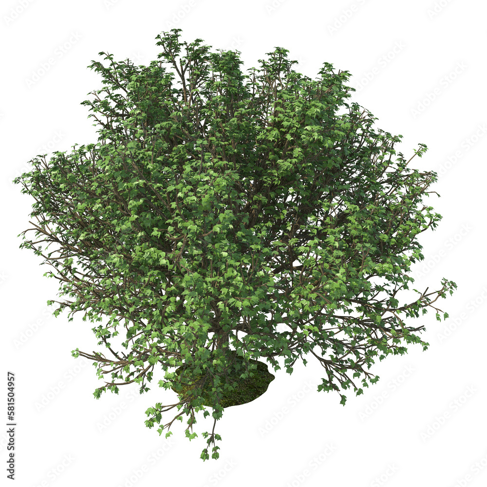 3D render of a tree cut out isolated over a transparent background 3d rendering png file 3D render of a tree cut out isolated over a transparent background 3d rendering png file