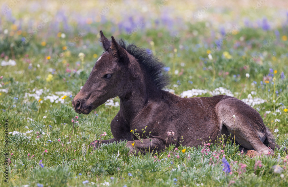 Cute Wild Horse Foal in Summer in the Pryor Mountains Montana Cute Wild Horse Foal in Summer in the Pryor Mountains Montana