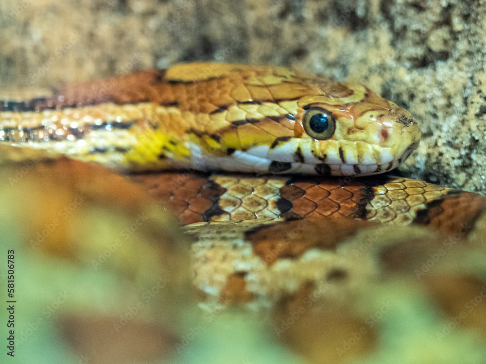 Obraz premium Schlange