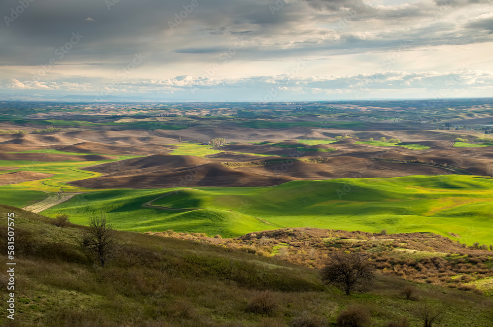 The Wheat fields of the Palouse