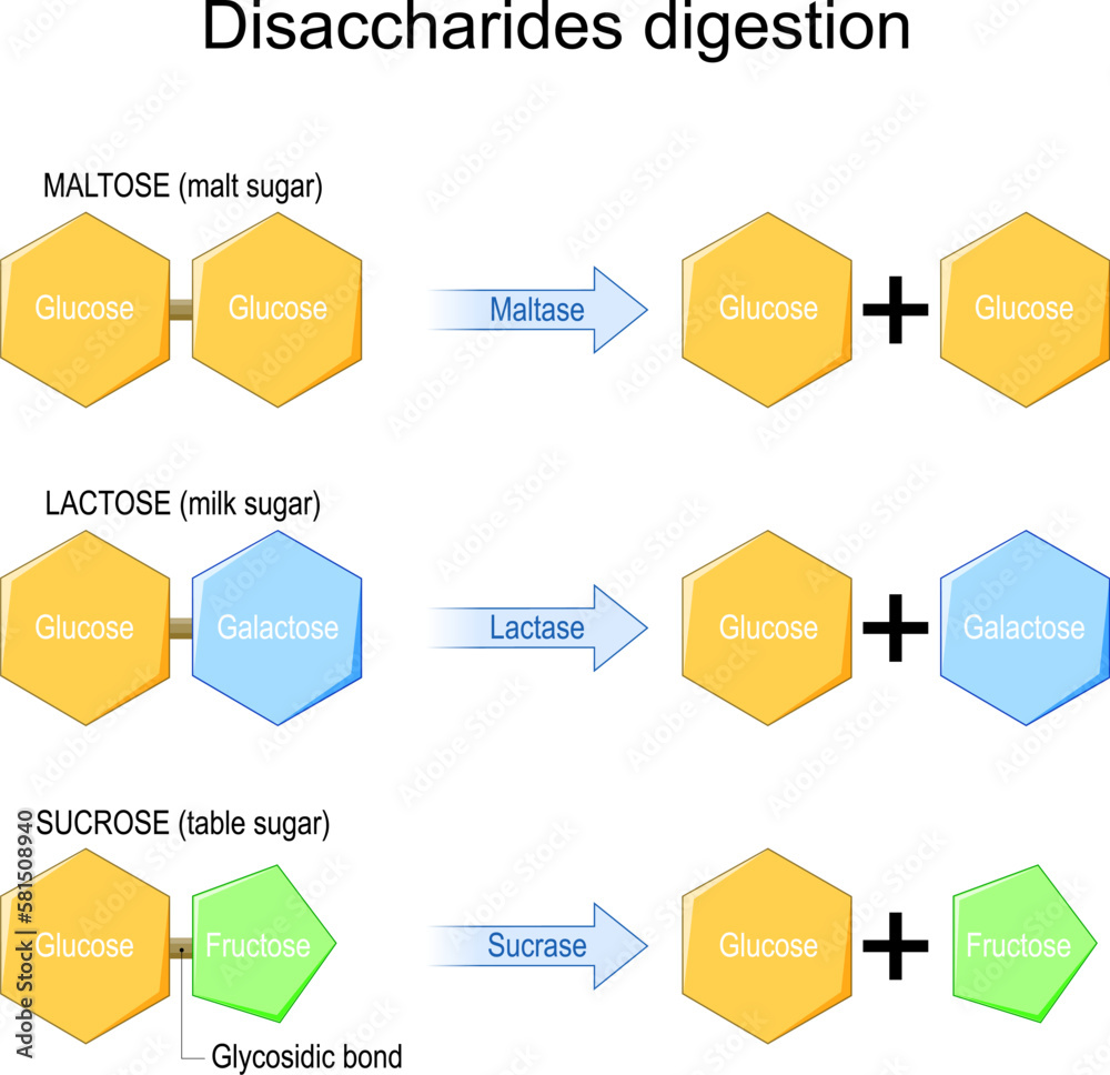 Disaccharides digestion. Enzymes effect on disaccharides molecules Stock Vector Adobe Stock