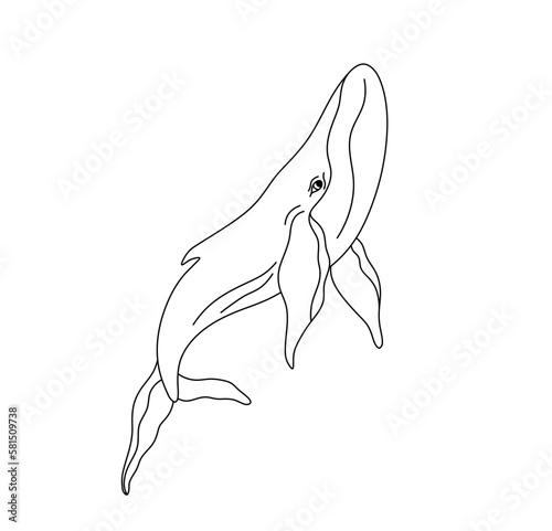 Vector isolated one single swimming floating whale  colorless black and white contour line easy drawing