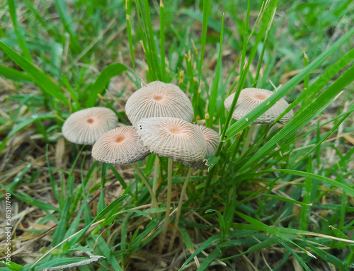 Small forest mushrooms growing in the grass