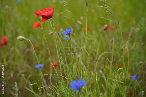 Cornflowers in beautiful blue and red poppies at the edge of the