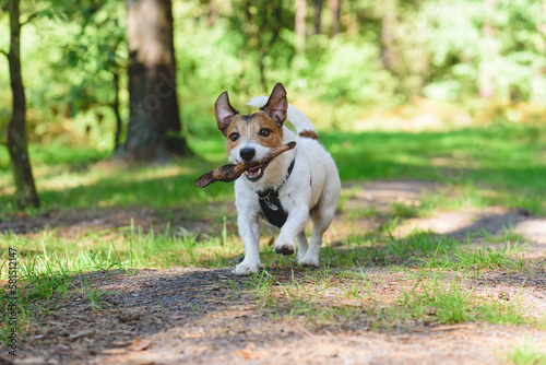 Fototapeta Naklejka Na Ścianę i Meble -  Dog in wild forest playing with wooden stick on hiking trail on sunny summer day